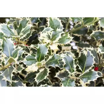 Падуб остролистный Вайт Крим h25 см