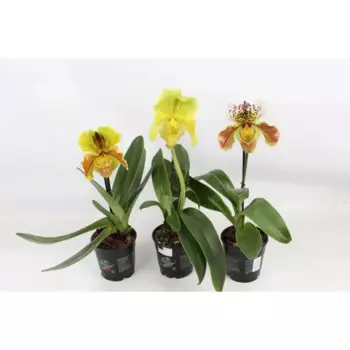 Пафиопедилум 12 h30 см