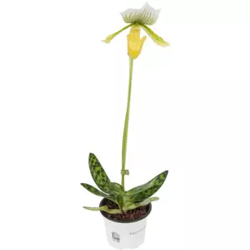 Пафиопедилум Фемм 9 h20 см
