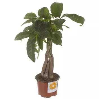 Пахира Акватика 12x35 см