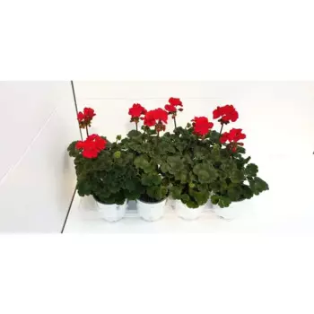 Пеларгония 12x35 см