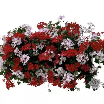 Пеларгония ампельная 11 h30 см