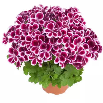 Пеларгония Ангел микс 12 h7 см