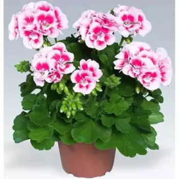 Пеларгония гибридная микс 12 h7 см