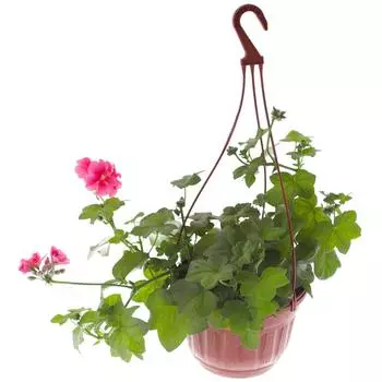Пеларгония плющелистная 21x30 см