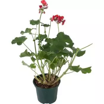 Пеларгония зональная 15x35 см