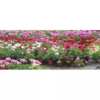 Пеларгония зональная d13 h30-40
