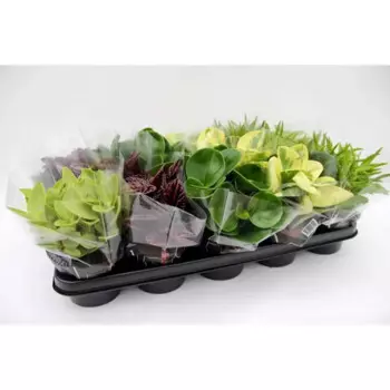 Пеперомия микс 11 h25 см