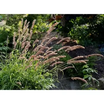 Перловник высокий Ред Спайр