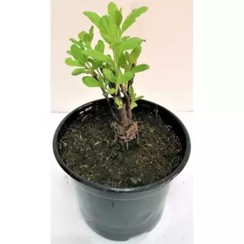 Перовския Little Spire 12 h70 см Агрони