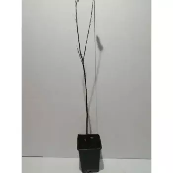 Персик Бургунди 18 см h100-120 см