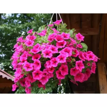 Петуния ампельная 23x30 см в кашпо