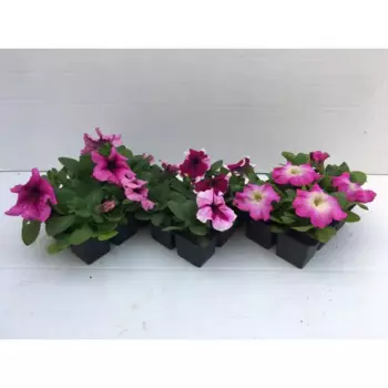Петуния кассета 6 шт.