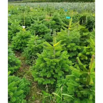 Пихта 27 h50 - 70 см