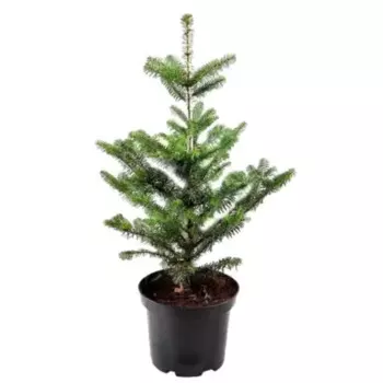 Пихта Фрейзера с 21 h30 - 40 см