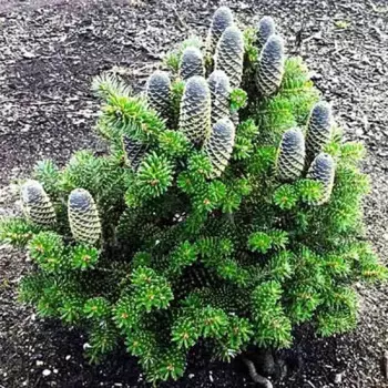 Пихта Кориана 21 h30 - 40 см