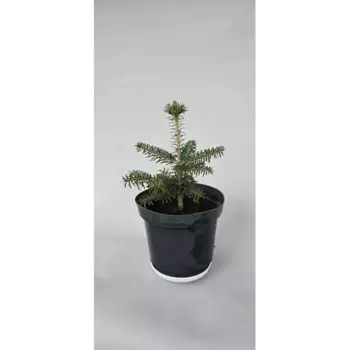 Пихта Нордмана 16 h20 - 30 см