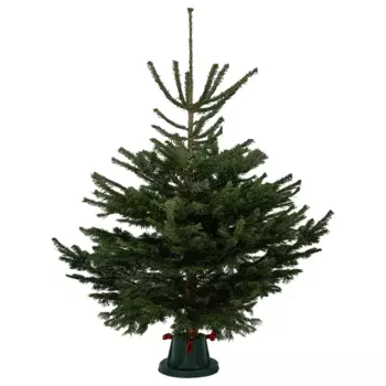 Пихта Нордмана срезанная h150-175 см