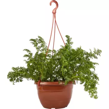 Пилея в кашпо 21 h35 см