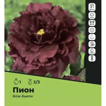 Пион Блэк Бьюти луковицы 2/3