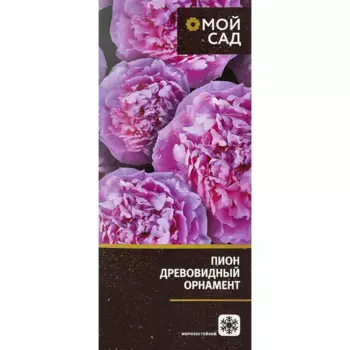 Пион древовидный микс 9.2 h20 см