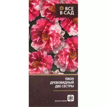 Пион древовидный привитый Две сестры в тубе