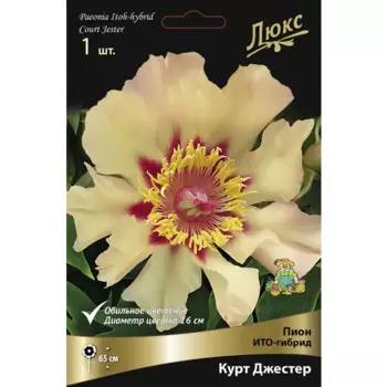 Пион Ито-гибрид Курт Джестер 2/3