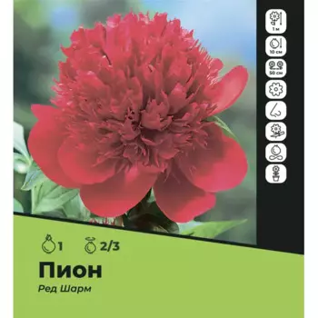 Пион Ред Шарм луковицы 2/3