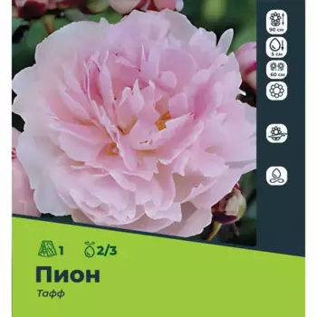 Пион Тафф луковицы 2/3, 1 шт.