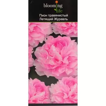 Пион травянистый Летящий журавль в тубе