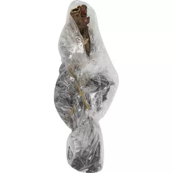 Пион травянистый Румяная невеста в тубе