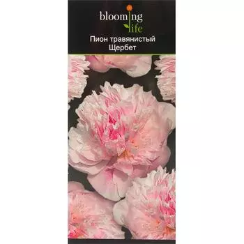Пион травянистый Щербет в тубе