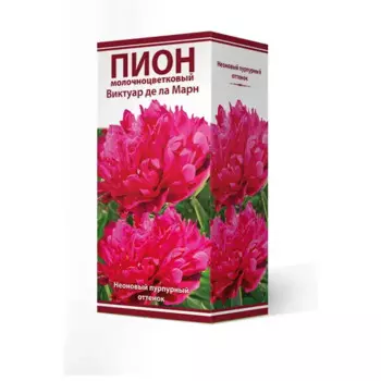 Пион травянистый Виктуар Де Ла Марн