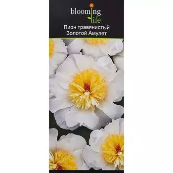 Пион травянистый Золотой амулет в тубе