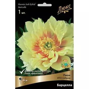 Пион ИТО-гибрид Барцелла 10/12 ,1 шт