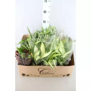 Плант микс 12 h20 см