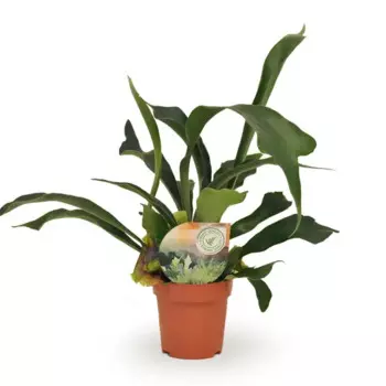 Платицениум Оленьи рога 12 h30 см