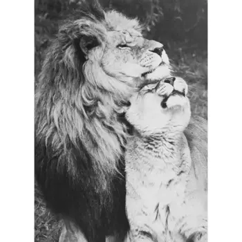 Постер Львы №3 25x35 см