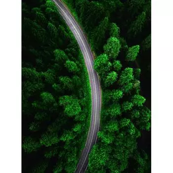 Постер «Лесная дорога» 39x49 см