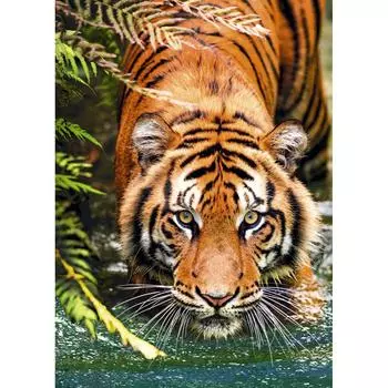 Постер Тигр 50x70 см