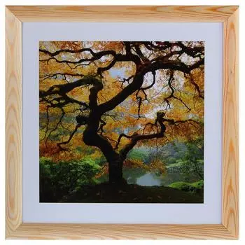 Постер в раме 40х40 см «Осенний Клен»