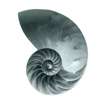 Постер «Золотое сечение» 21x29.7 см