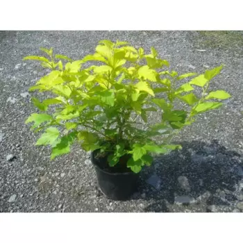 Пузыреплодник 21 h40 - 60 см