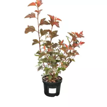 Пузыреплодник калинолистный Андре 15 h60 см