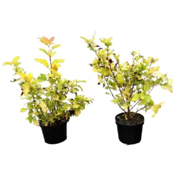 Пузыреплодник калинолистный Дартс Голд 15 h60 см