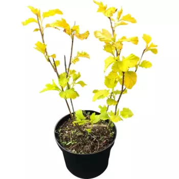 Пузыреплодник Микс 17 h60 см