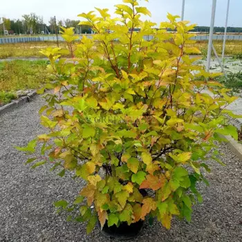 Пузыреплодник калинолистный «Дартс Голд» 9x15 см