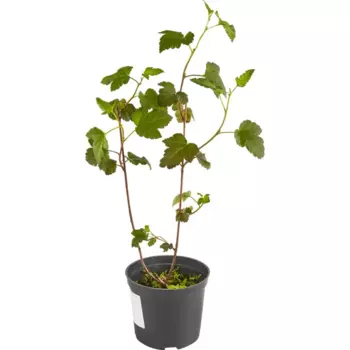 Пузыреплодник калинолистный Диабло 15 h35 см