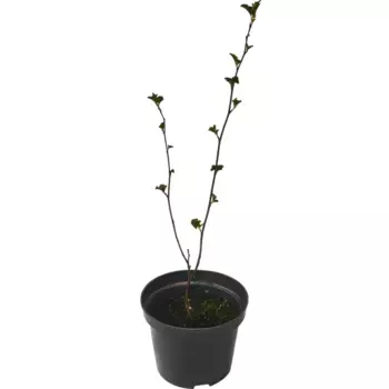 Пузыреплодник калинолистный Ред Барон 15 h60 см