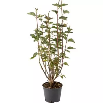 Пузыреплодник калинолистный «Ред Барон» C1.5